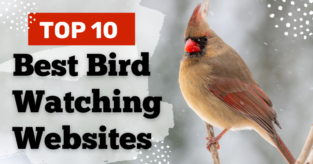 Top 10 Best Bird Watching Websites